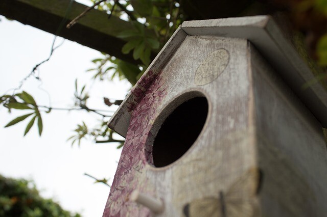 They helped the woodpeckers with snails