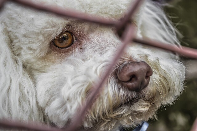 Depression in your dog