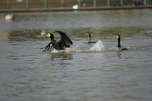 Get into the water! Out of the throat!