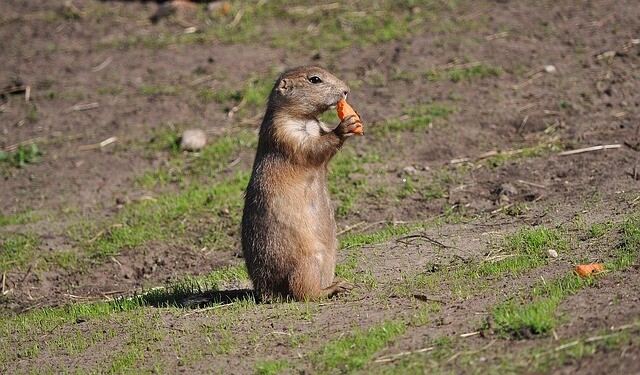 Surprise prairie dog proliferation