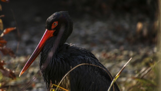 The nest of black storks is empty