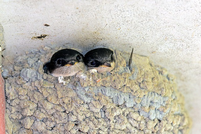 A lot of the artificial nests