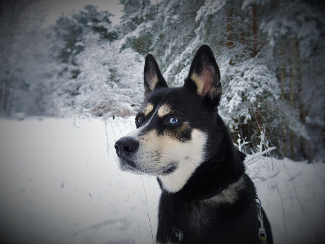 They found wolf-dog blends