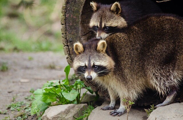 Masked visitors