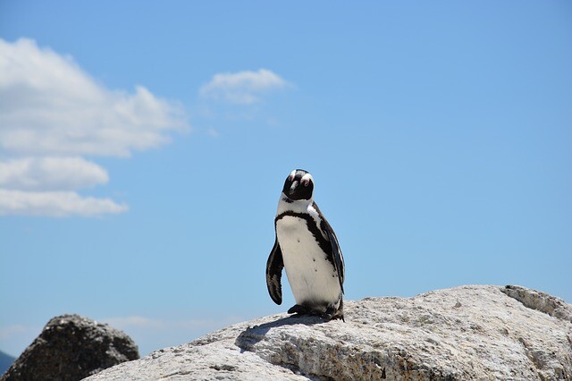 Hiking penguins