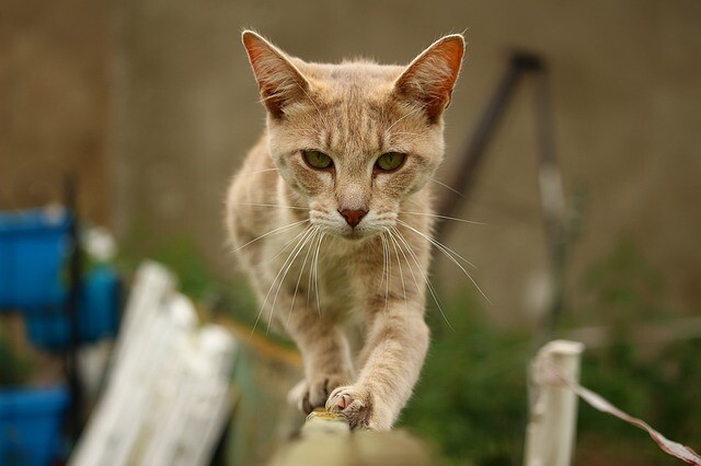 He went to leave his animals to his fate