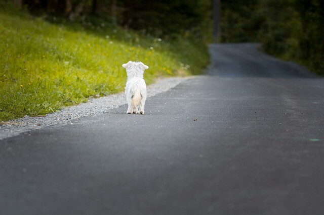 The dog got to the police from animal torturers