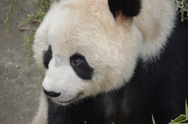 They turned dogs into pandas