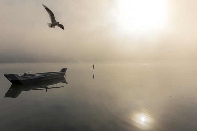 A white-billed diver was here with us