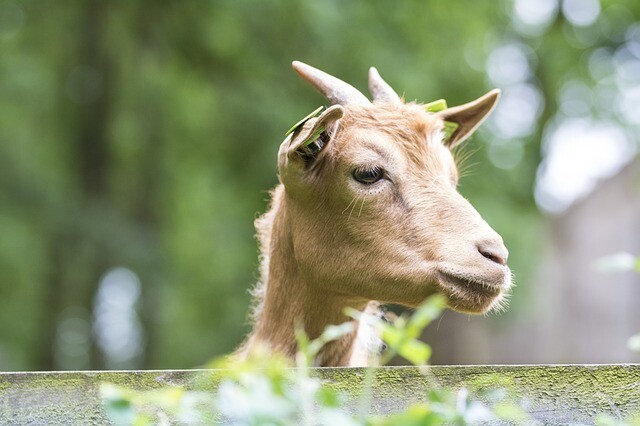 Joyful animals around the house