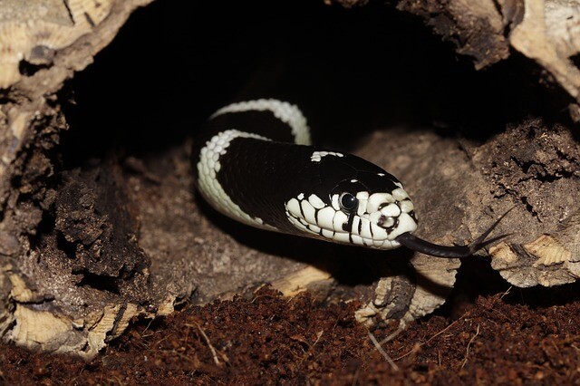 Snake foot or sweatshirt