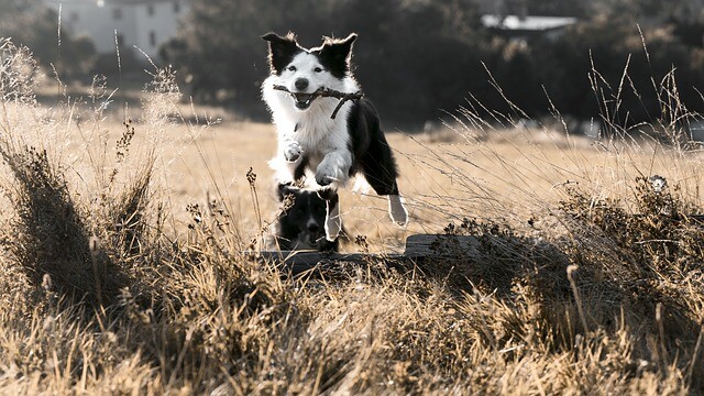 There was no stick, so he did