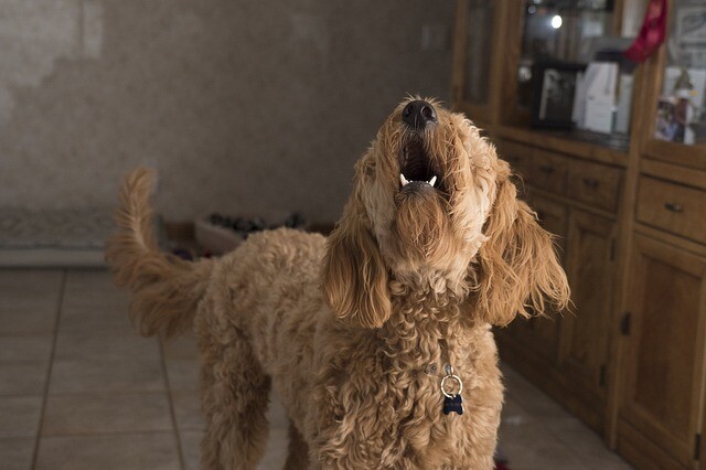 Barking a dachshund saved the family