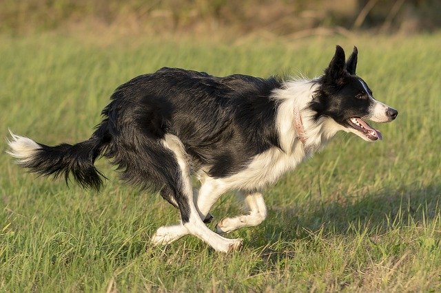 Four-legged lifesaver