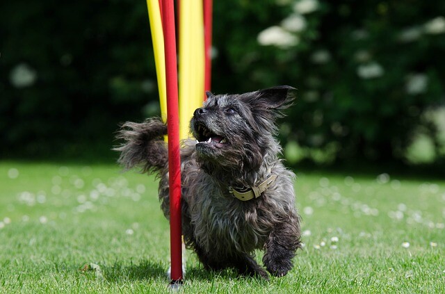 The new dog running dog will entice you to play and move