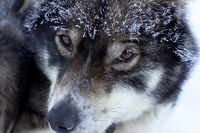 The unique husky didn't last for long