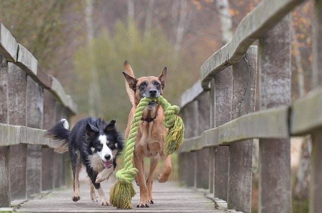 The family of Gregor Bernadette was expanded by four legs