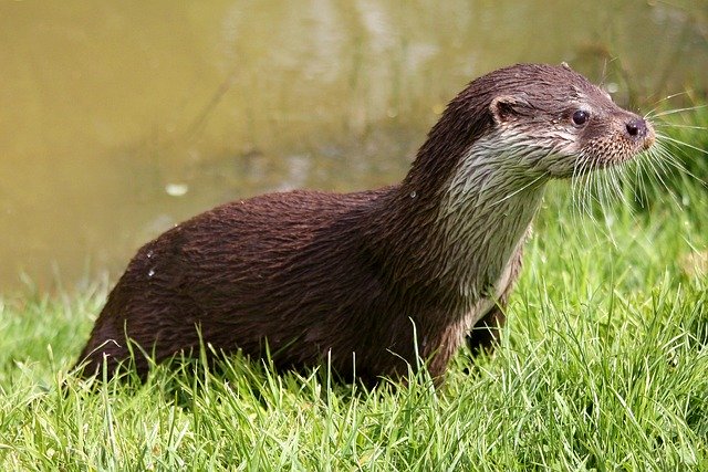 Otter-cat friendship