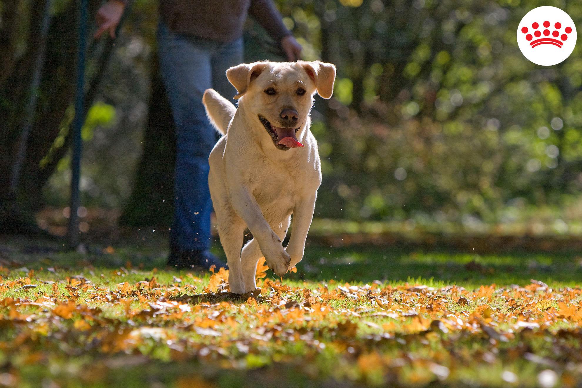 Eat healthy with Royal Canin's customized nutrition!