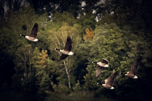 The geese beat the ice