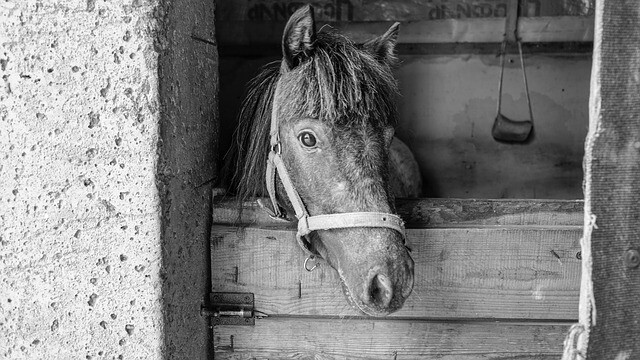 Horse great friendship