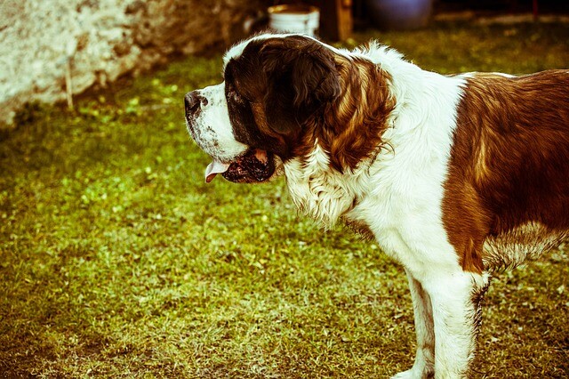 The old lady found a four-legged true friend