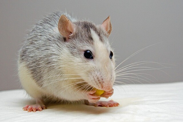 What can a rat eat and what can't?