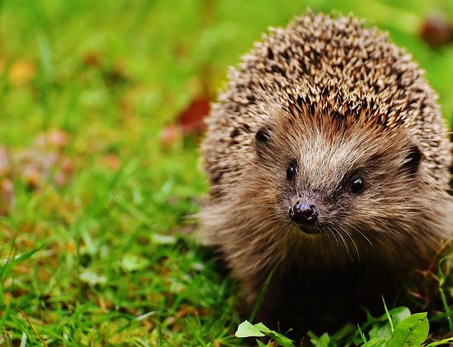 The hedgehog wakes up