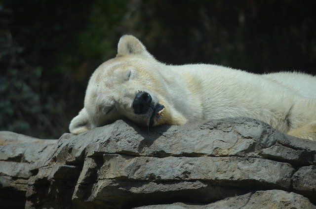 Several zoos and game parks are closed