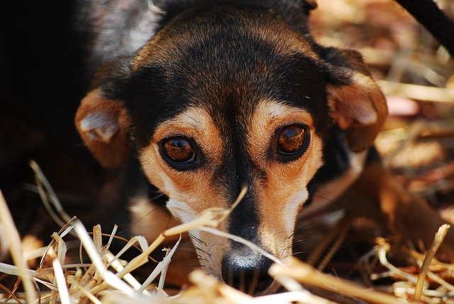 The shelters are in trouble