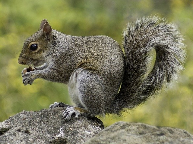 Squirrel was the cat's prey