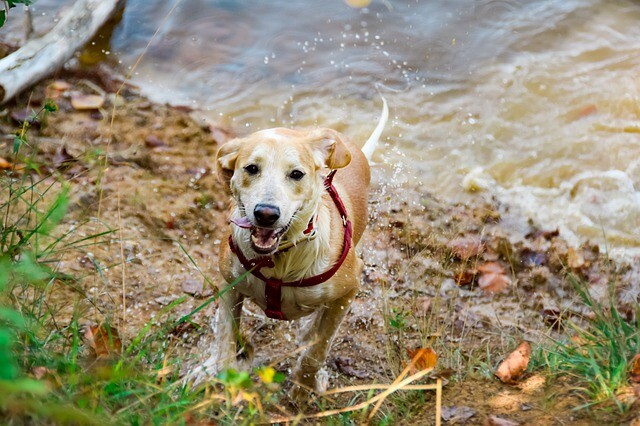 Partial ban and dog walking