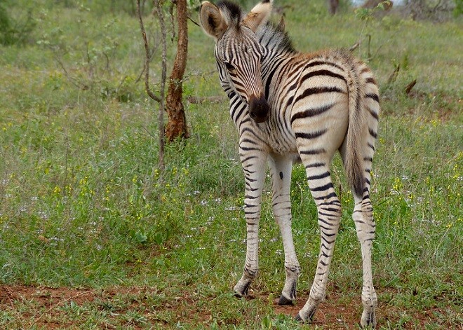 Striped pajamas foal