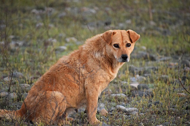 More and more homeless animals