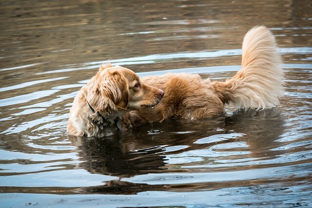 Talkative dog tail