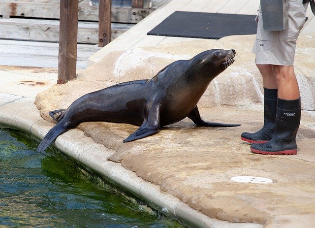 Voluntary quarantine at the zoo