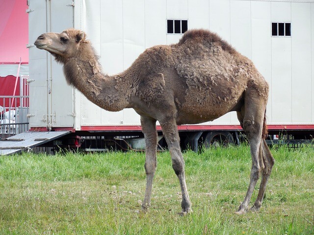 Locals help the traveling circus stuck there