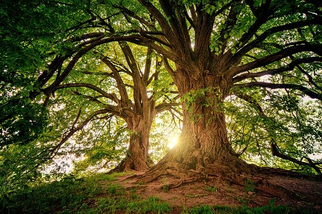 Online forest school starts