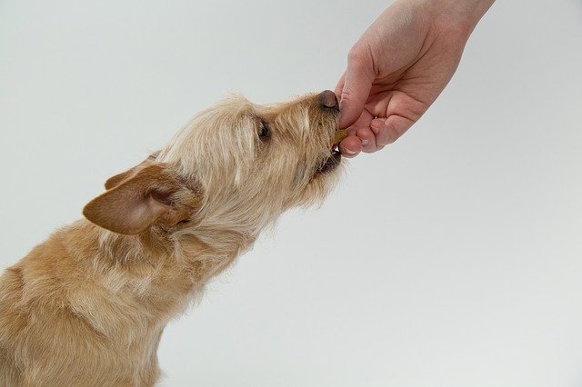 Invite a dog to lunch!