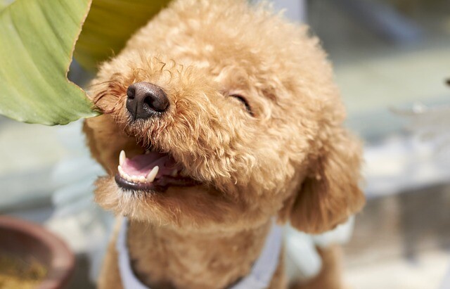 Smiling dog