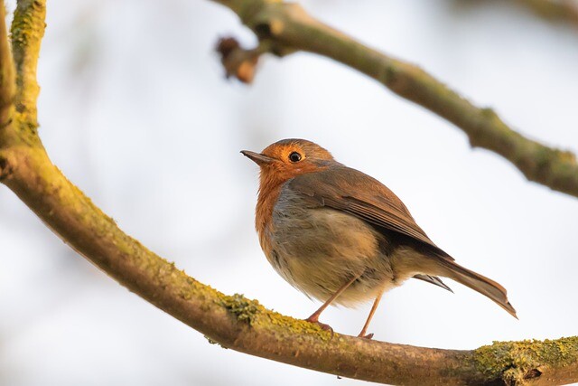 Bird-friendly automotive industry