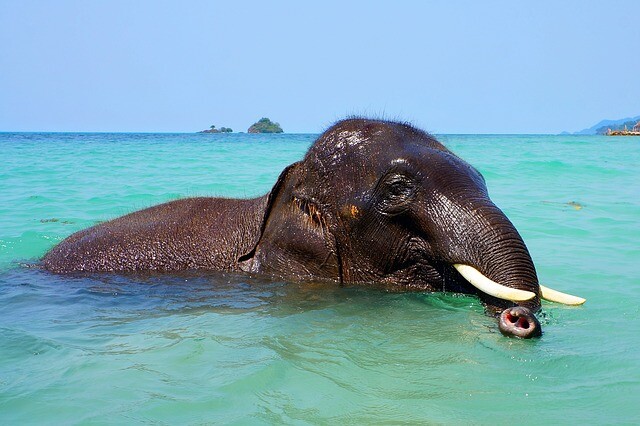 Take a bath with an elephant!