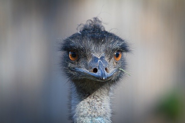 They set off for a cat carcass, found an emu