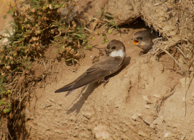 Party swallows in danger