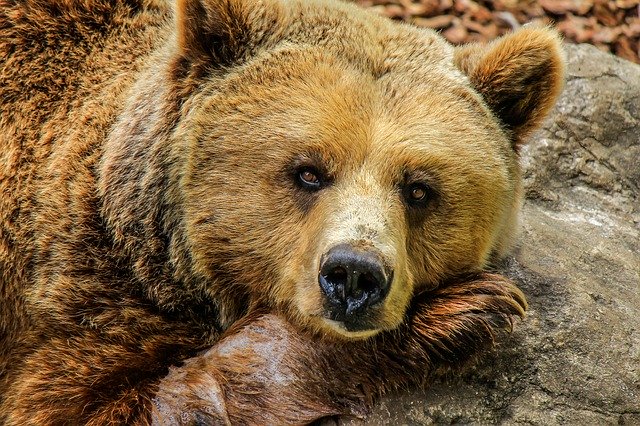 The drunk visitor pushed the bear under water