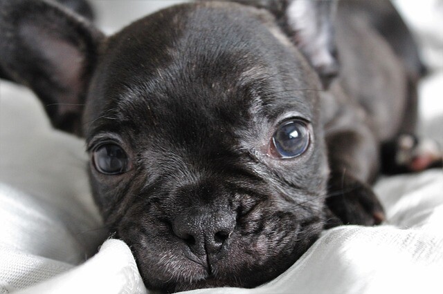 Gymnastics in French bulldog style