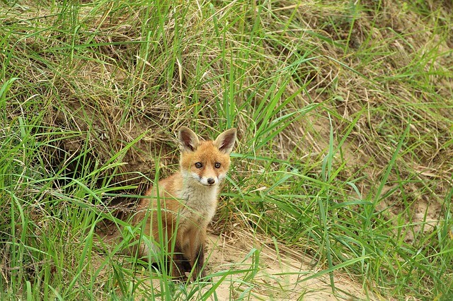 He stopped for the fox