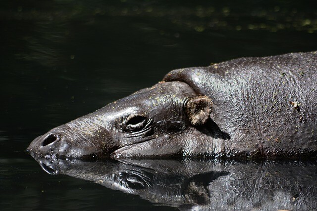 Really tiny hippopotamus