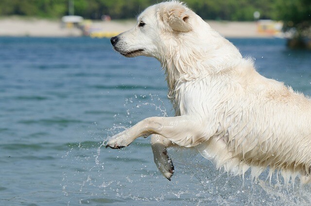 The Keszthely Dog Park and Picnic Garden opened