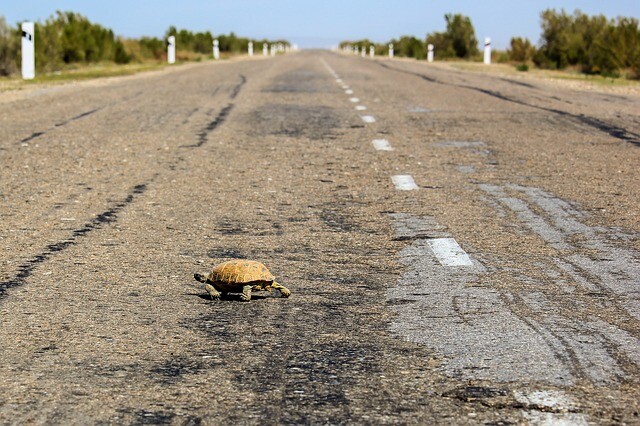 A flying turtle? But this is the miracle of evolution